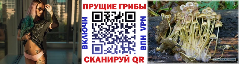 Галлюциногенные грибы Cubensis Новозыбков